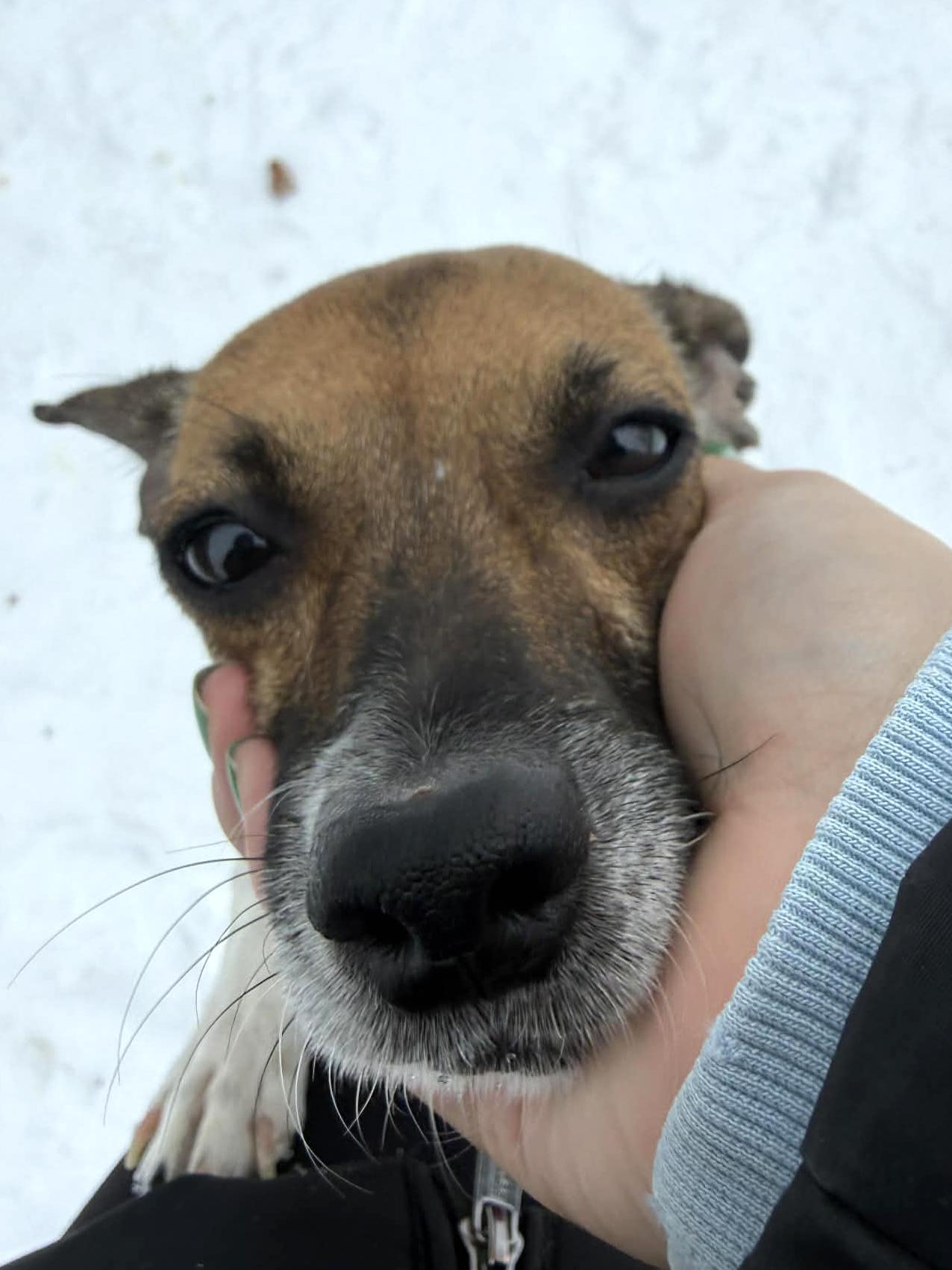 Daisy, an adopted mixed breed in Onalaska, WI image 4/6