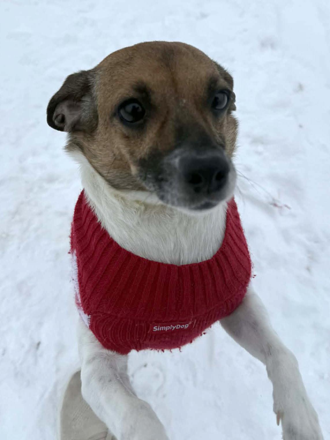 Daisy, adopted, Adult Female Chihuahua & Rat Terrier.