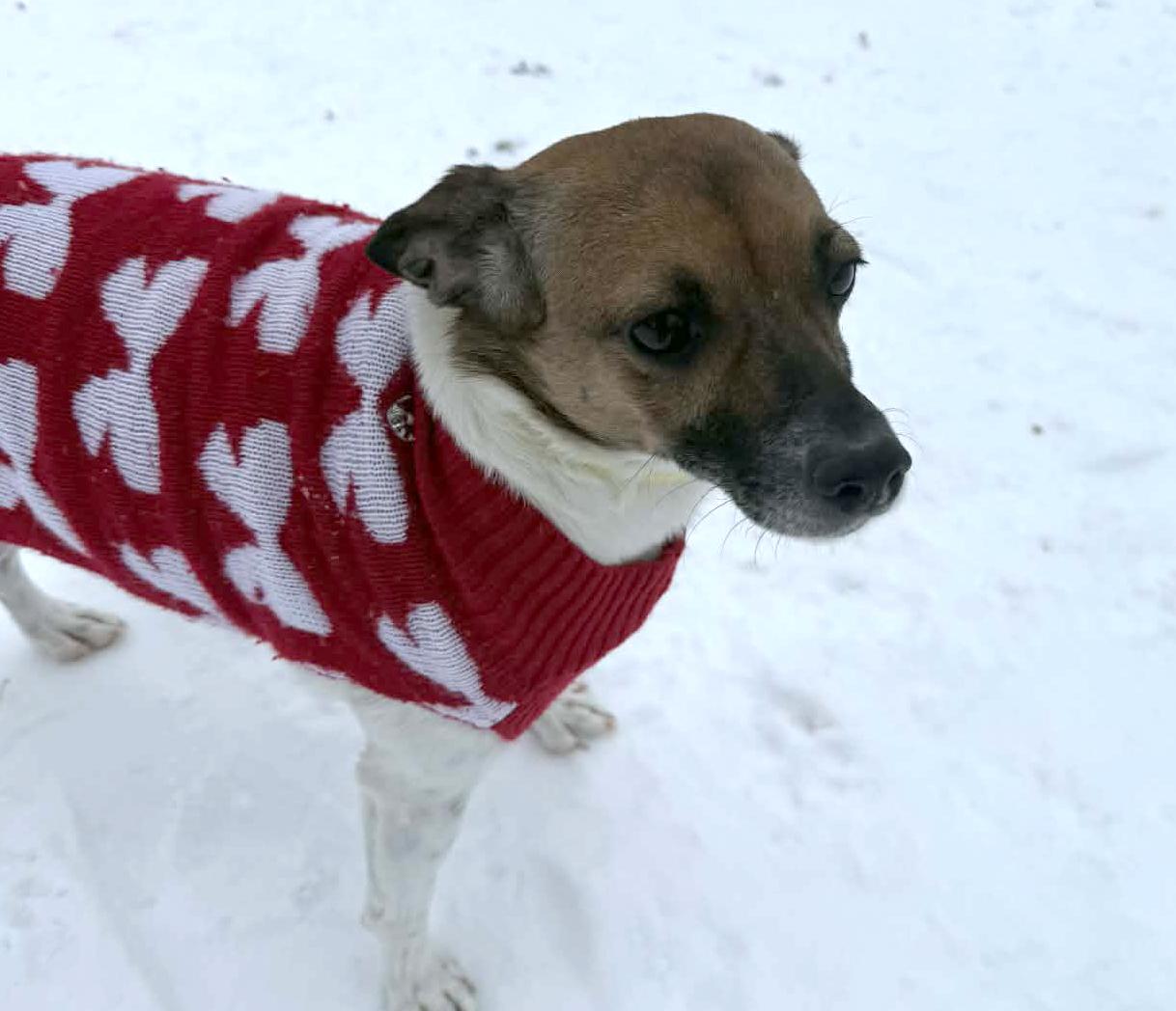 Daisy, an adopted mixed breed in Onalaska, WI image 6/6