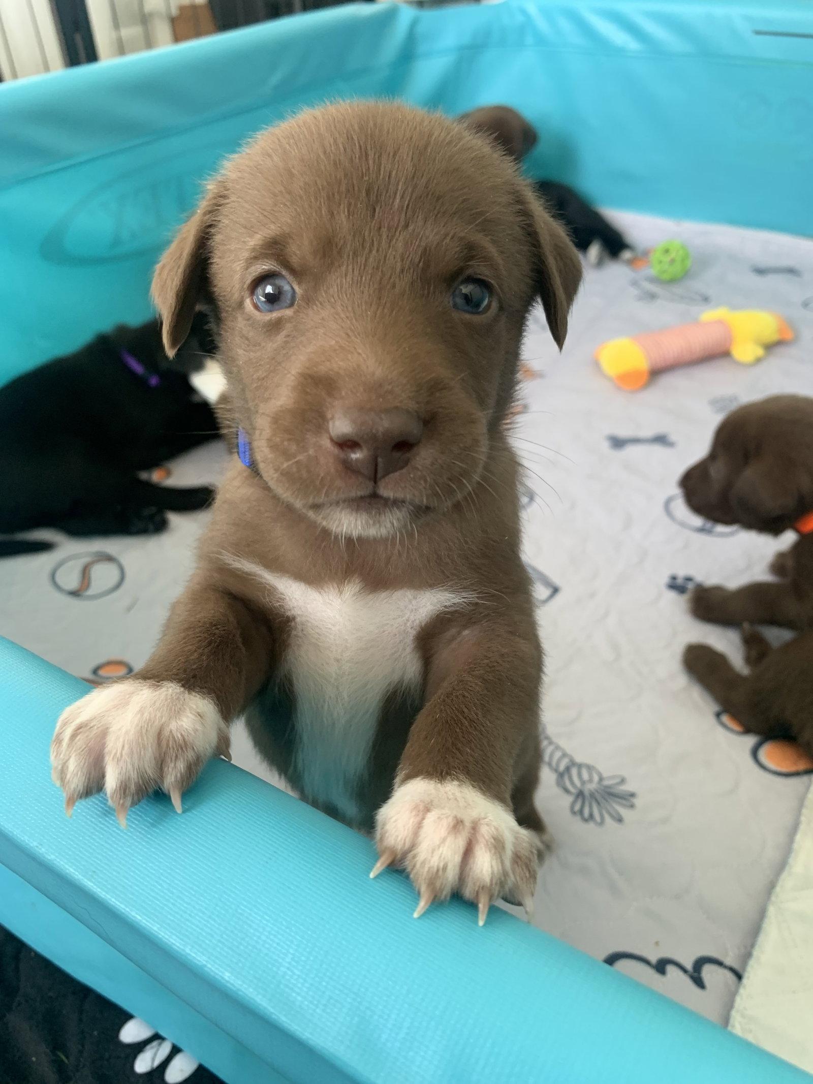 Betty, Adoptable, Puppy Female Labrador Retriever.