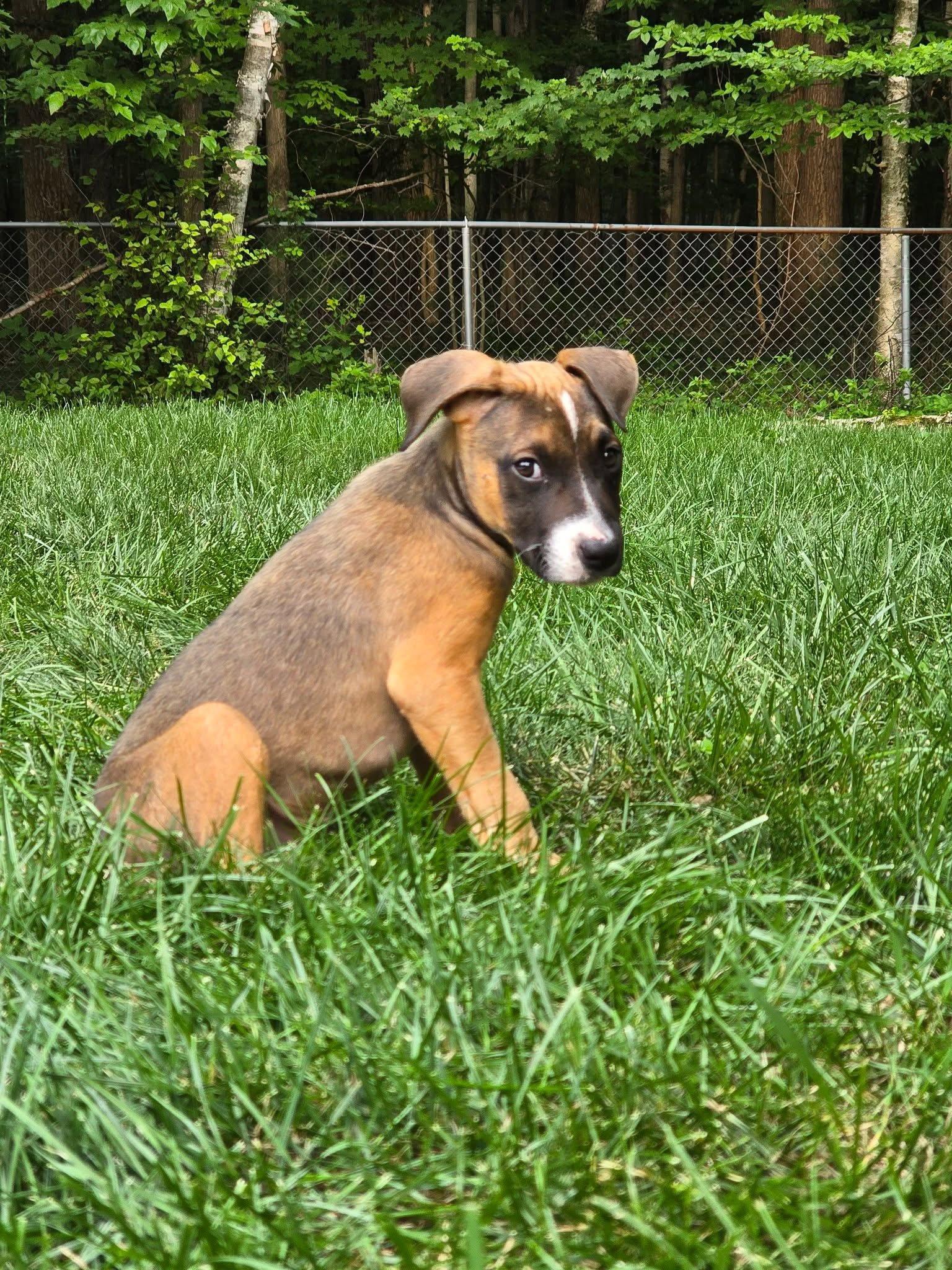 Mack, Adoptable, Puppy Male Mixed Breed.