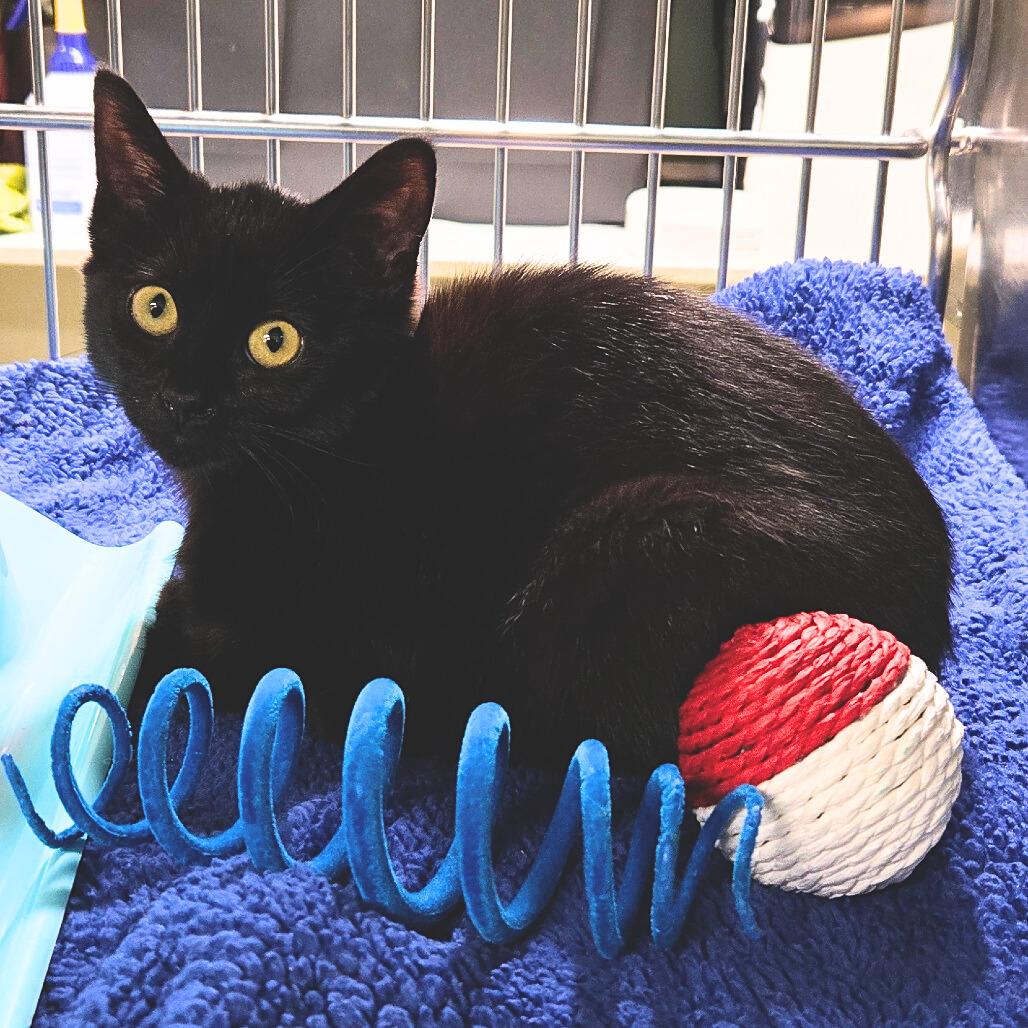 Deb, an adoptable Domestic Short Hair in Nampa, ID, 83651 | Photo Image 1