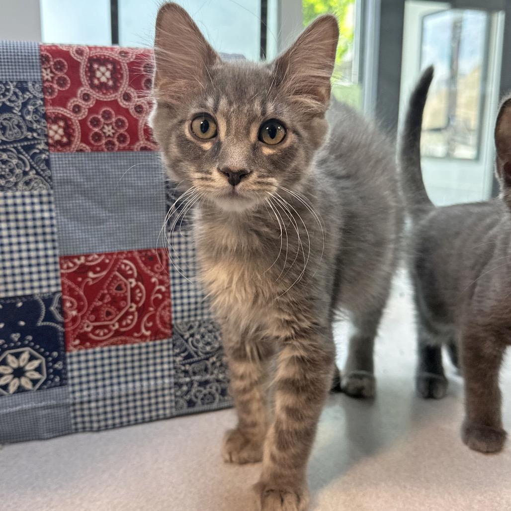 Enlarge Shadow, a Adoptable Domestic Long Hair in Hailey, ID image 1/3