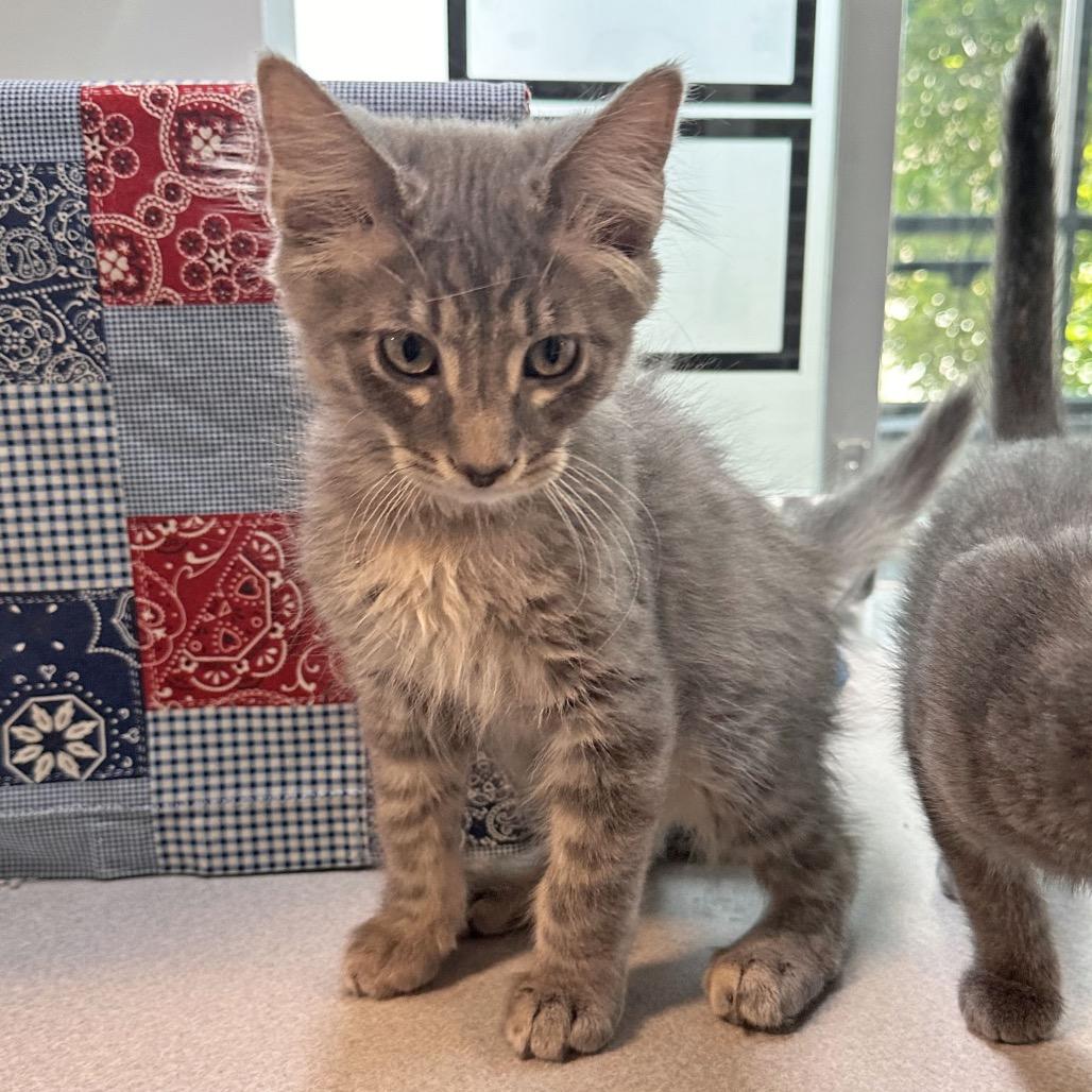 Enlarge Shadow, a Adoptable Domestic Long Hair in Hailey, ID image 2/3