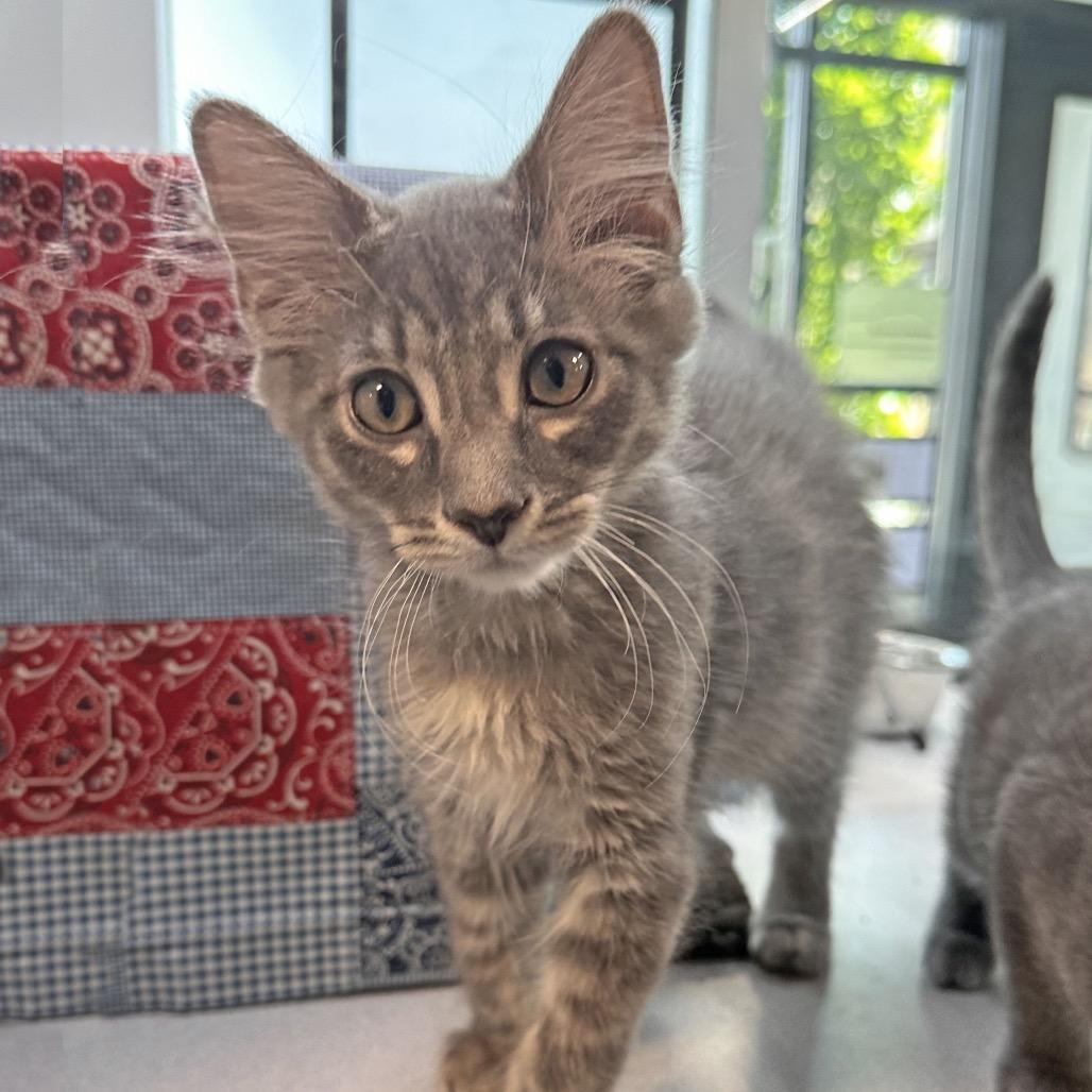 Enlarge Shadow, a Adoptable Domestic Long Hair in Hailey, ID image 3/3