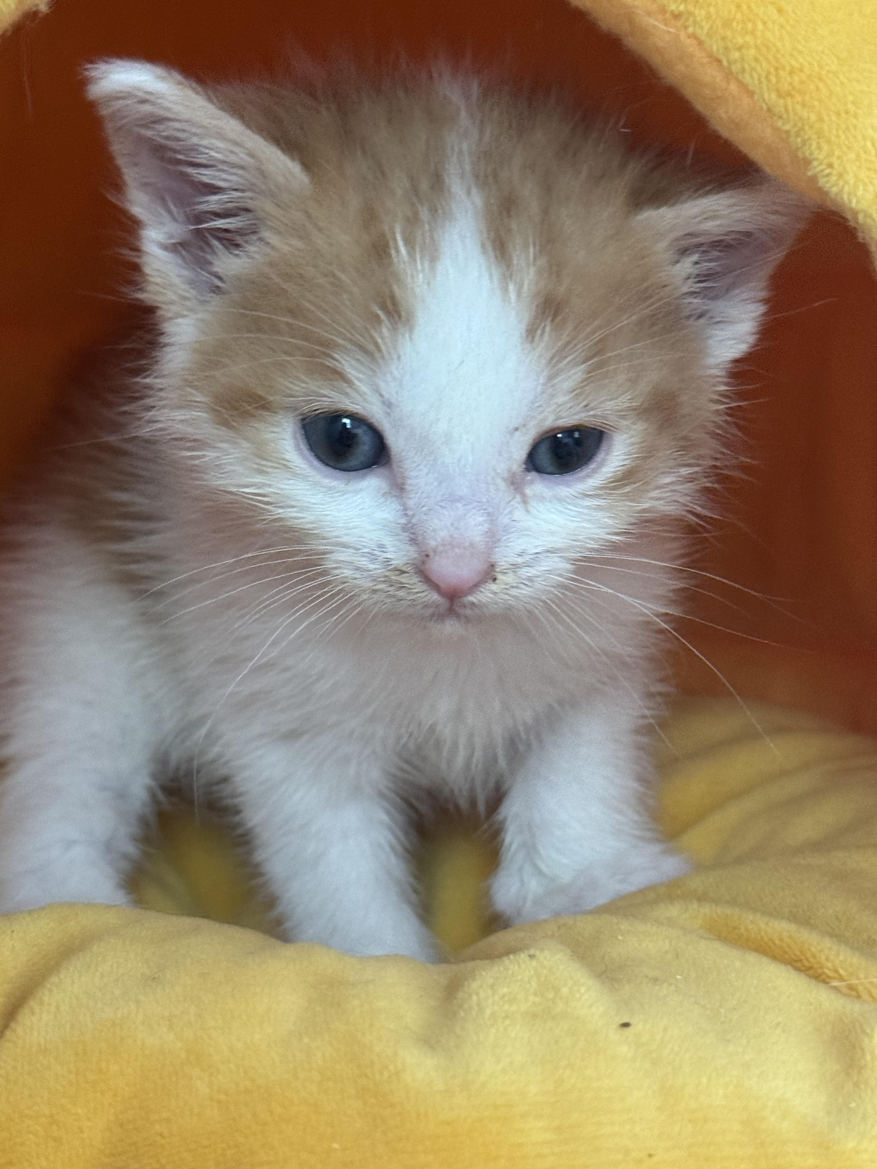 Monet, Adoptable, Kitten Male Domestic Short Hair.