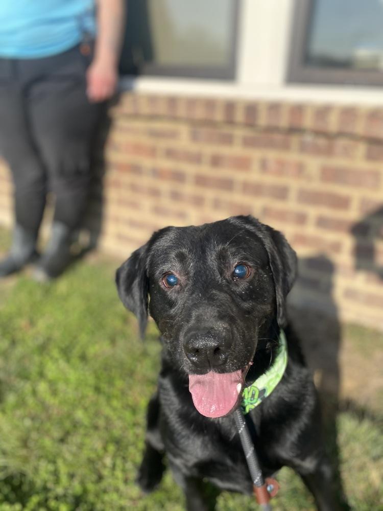 Enlarge Moose, a Adoptable mixed breed in Dickson, TN image 1/2