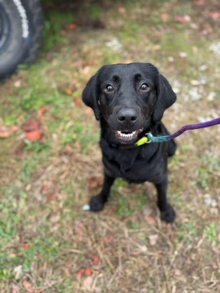 Enlarge Moose, a Adoptable mixed breed in Dickson, TN image 2/2