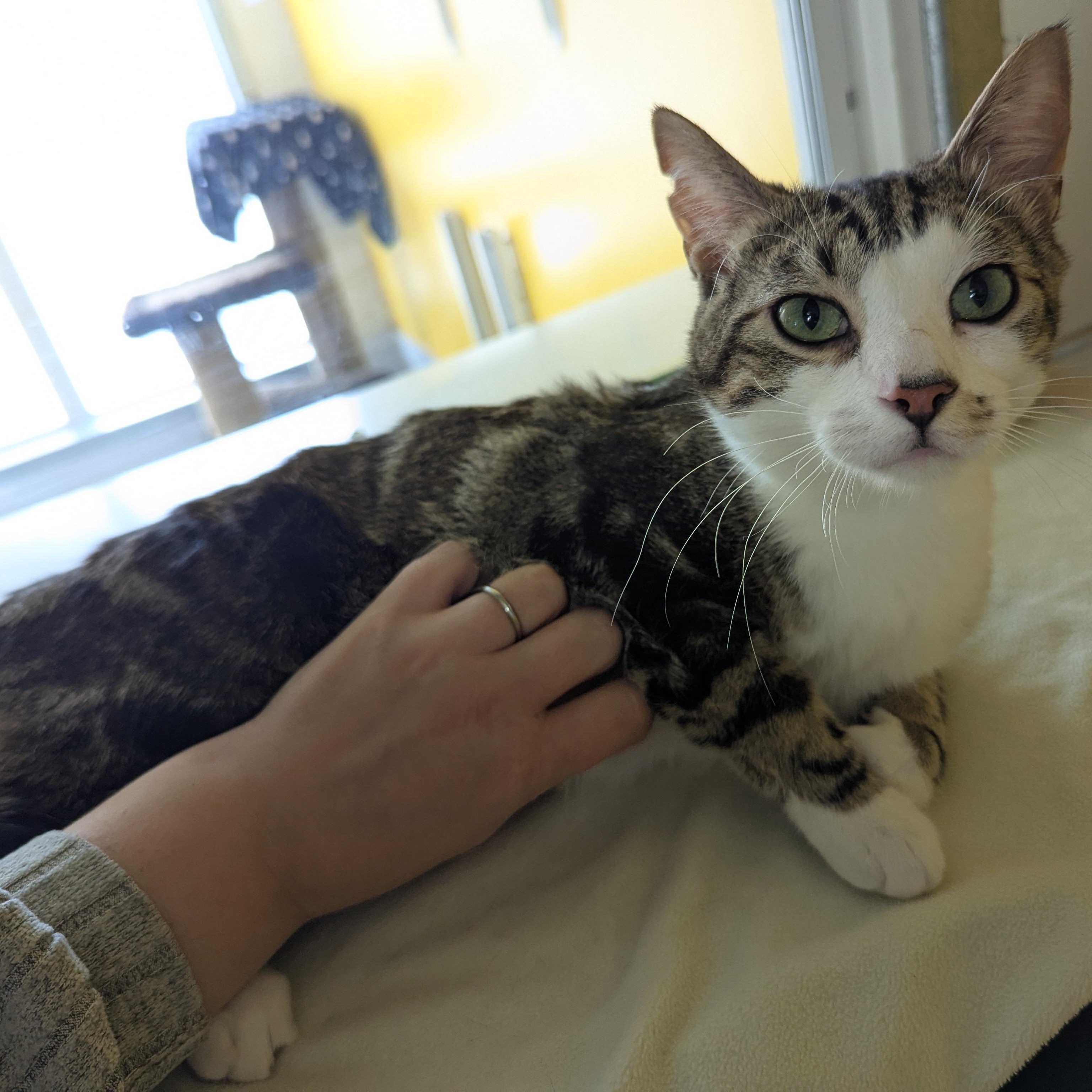 Forrest, a ADOPTABLE Domestic Short Hair in Morden, MB image 4/6