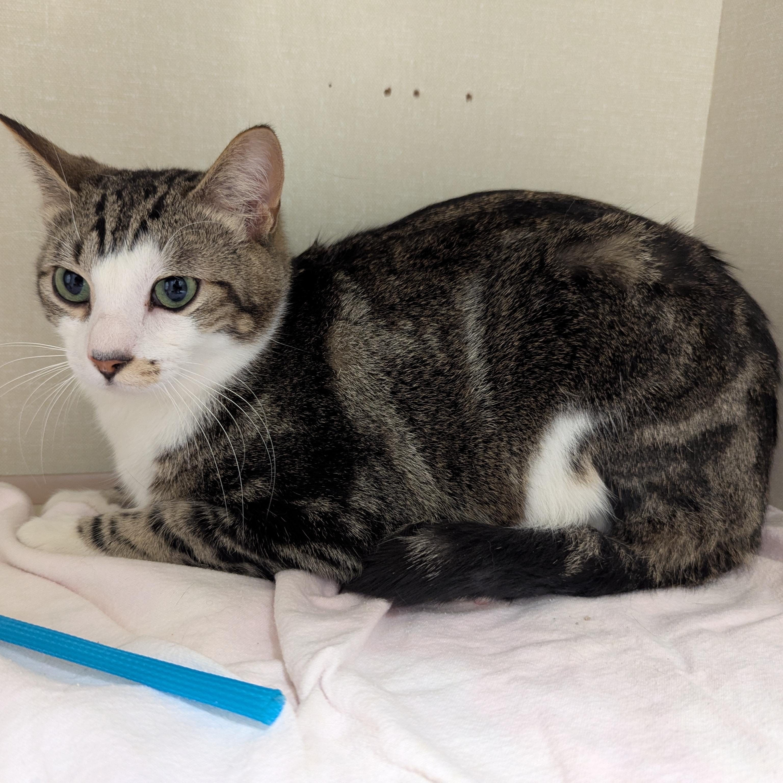 Forrest, a ADOPTABLE Domestic Short Hair in Morden, MB image 1/6