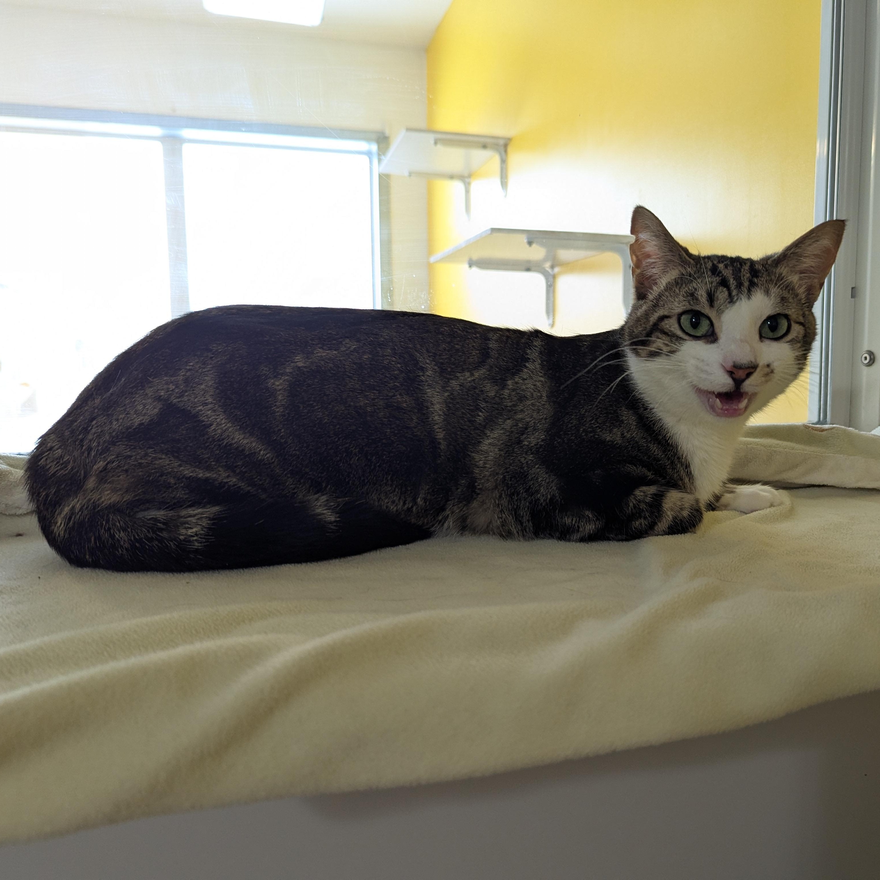 Forrest, a ADOPTABLE Domestic Short Hair in Morden, MB image 5/6