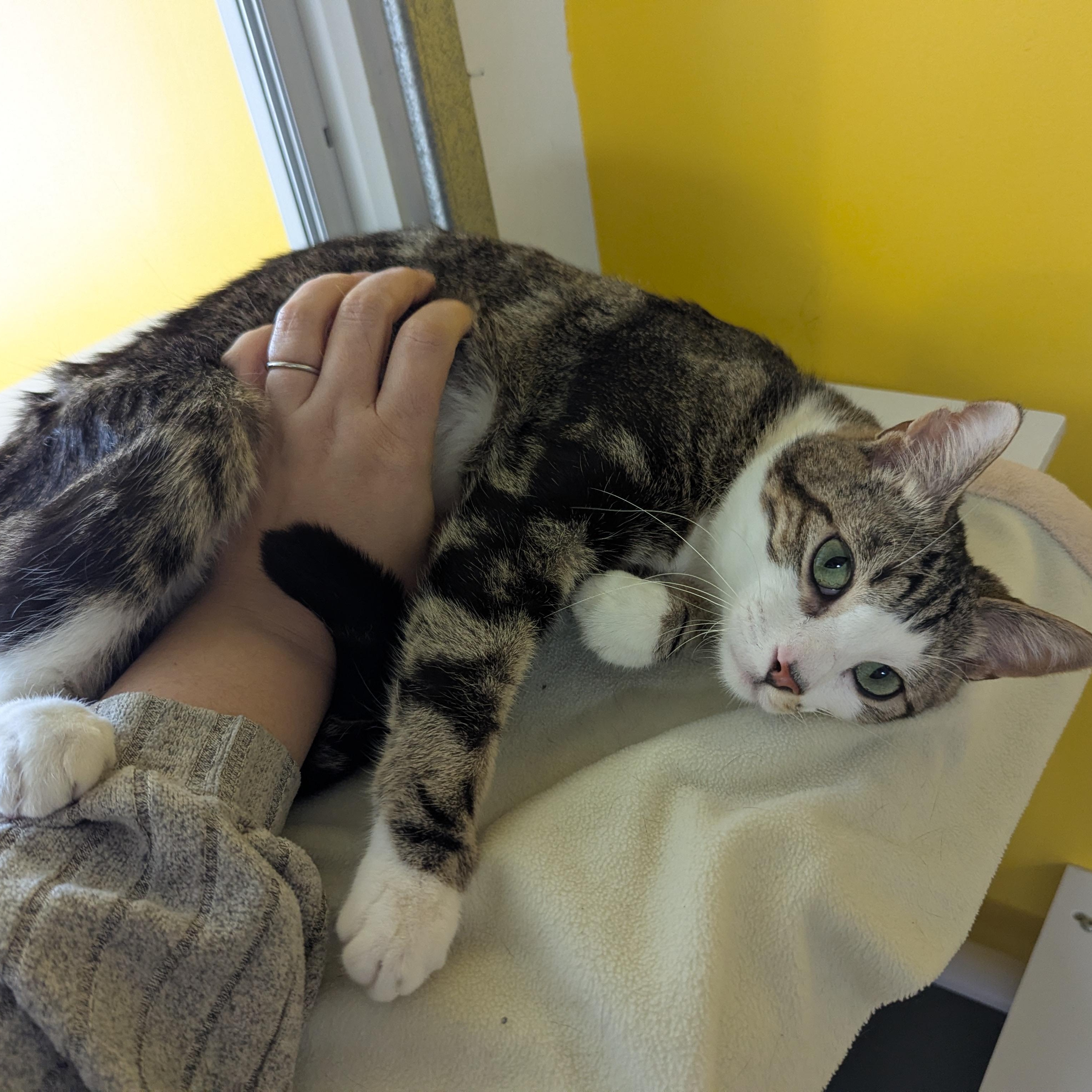 Forrest, a ADOPTABLE Domestic Short Hair in Morden, MB image 2/6