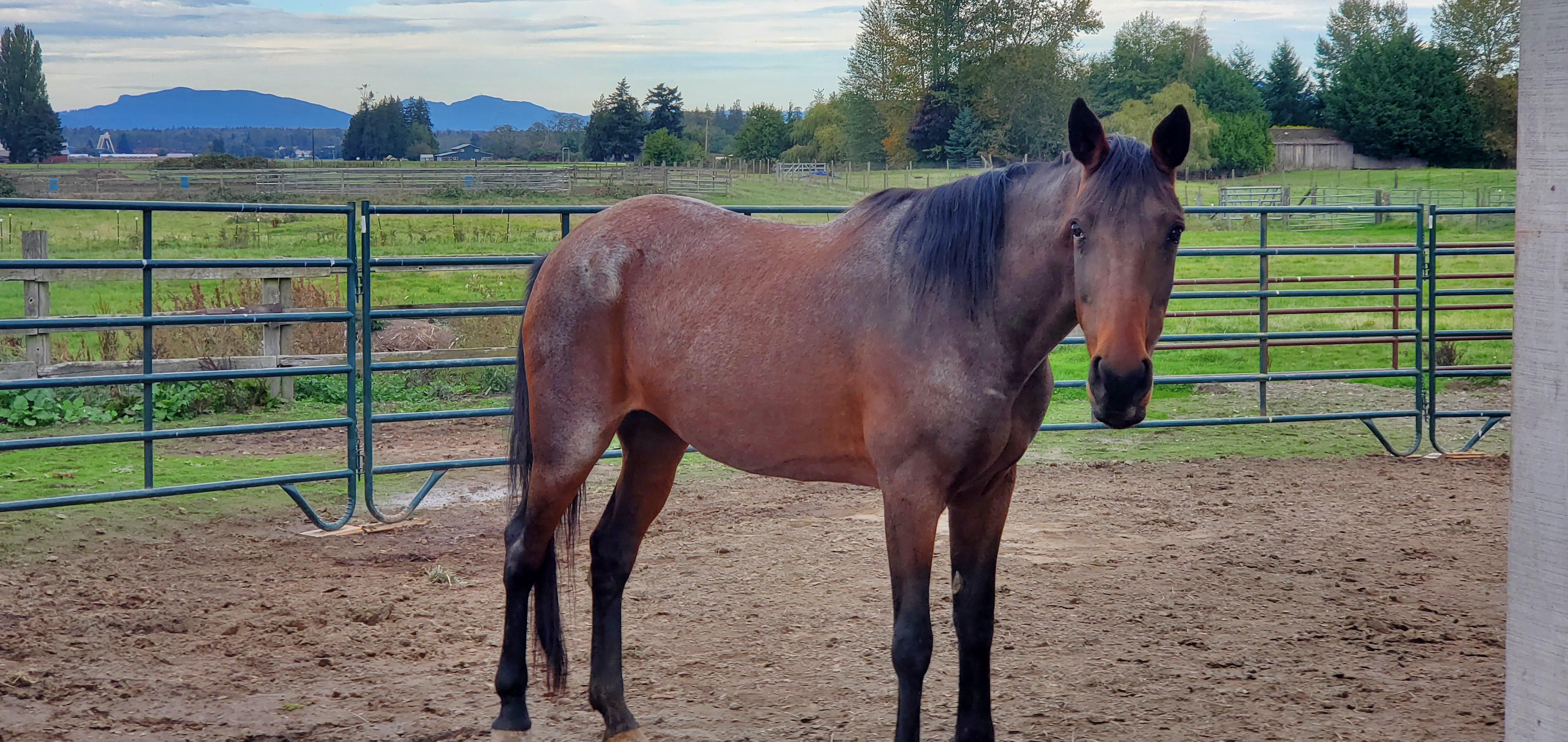 Hazel, Senior Female unknown