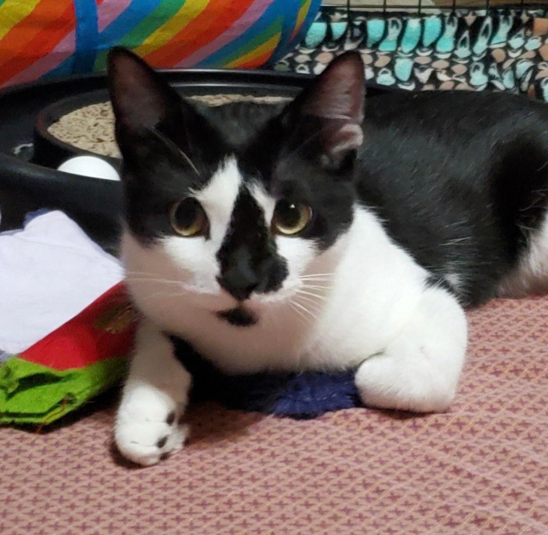 Puffin, a Adoptable Domestic Short Hair in Spring City, PA image 1/3