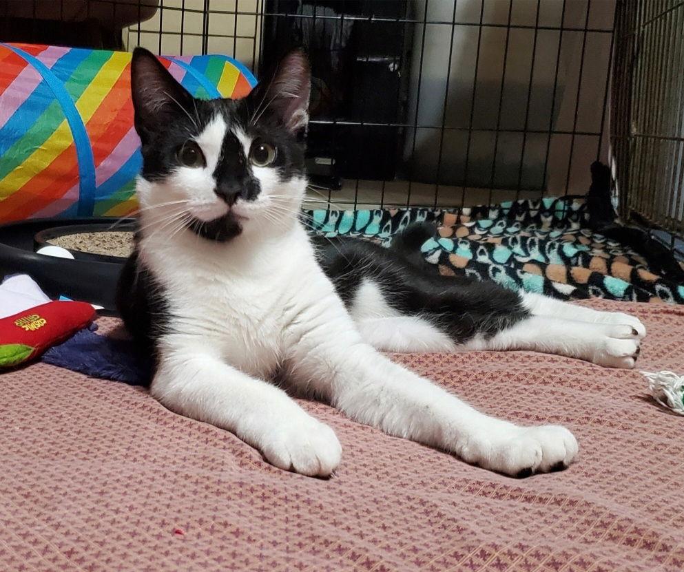 Puffin, a Adoptable Domestic Short Hair in Spring City, PA image 2/3