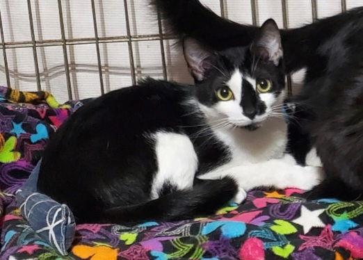 Puffin, a Adoptable Domestic Short Hair in Spring City, PA image 3/3