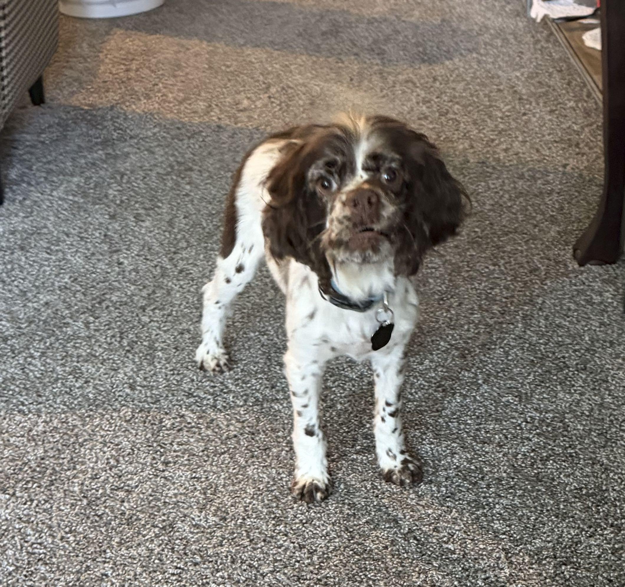 Enlarge Perry, an adopted Cocker Spaniel in Omaha, NE image 3/6