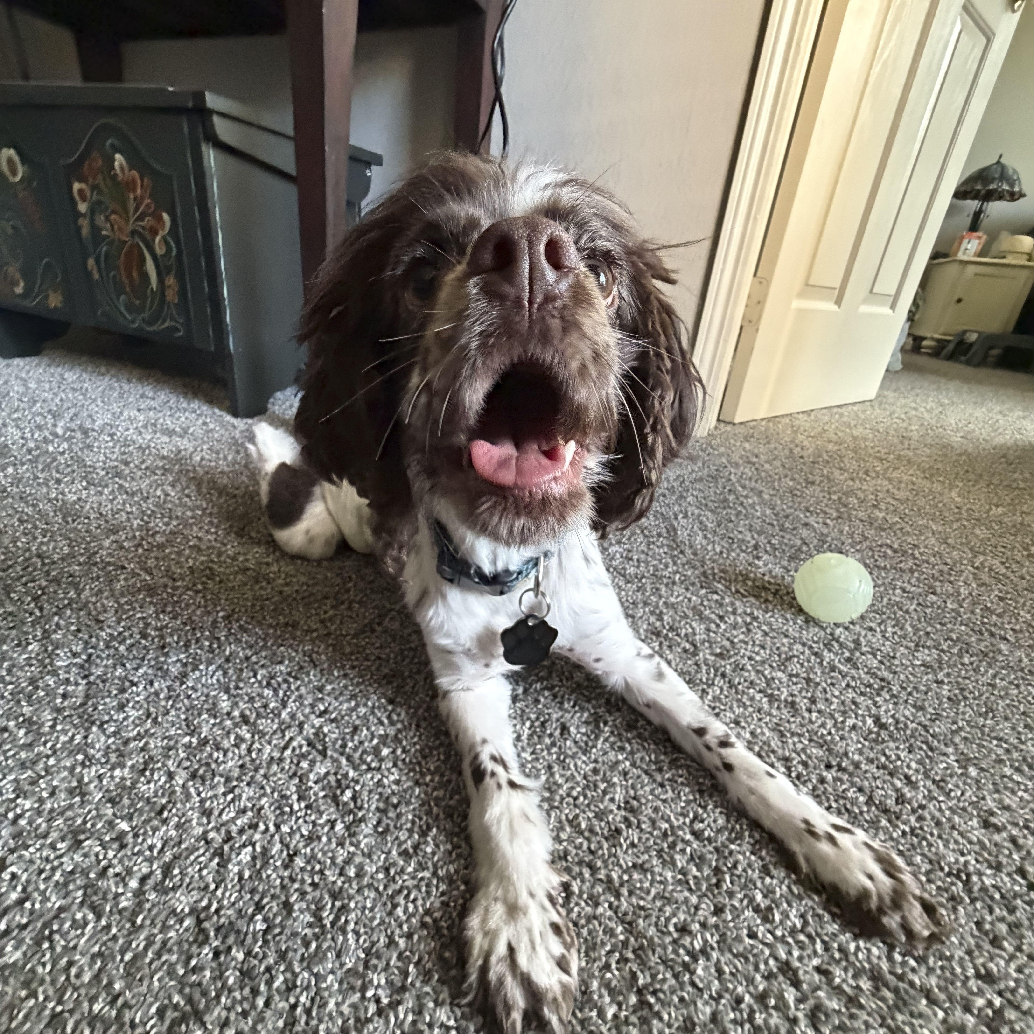 Enlarge Perry, an adopted Cocker Spaniel in Omaha, NE image 6/6