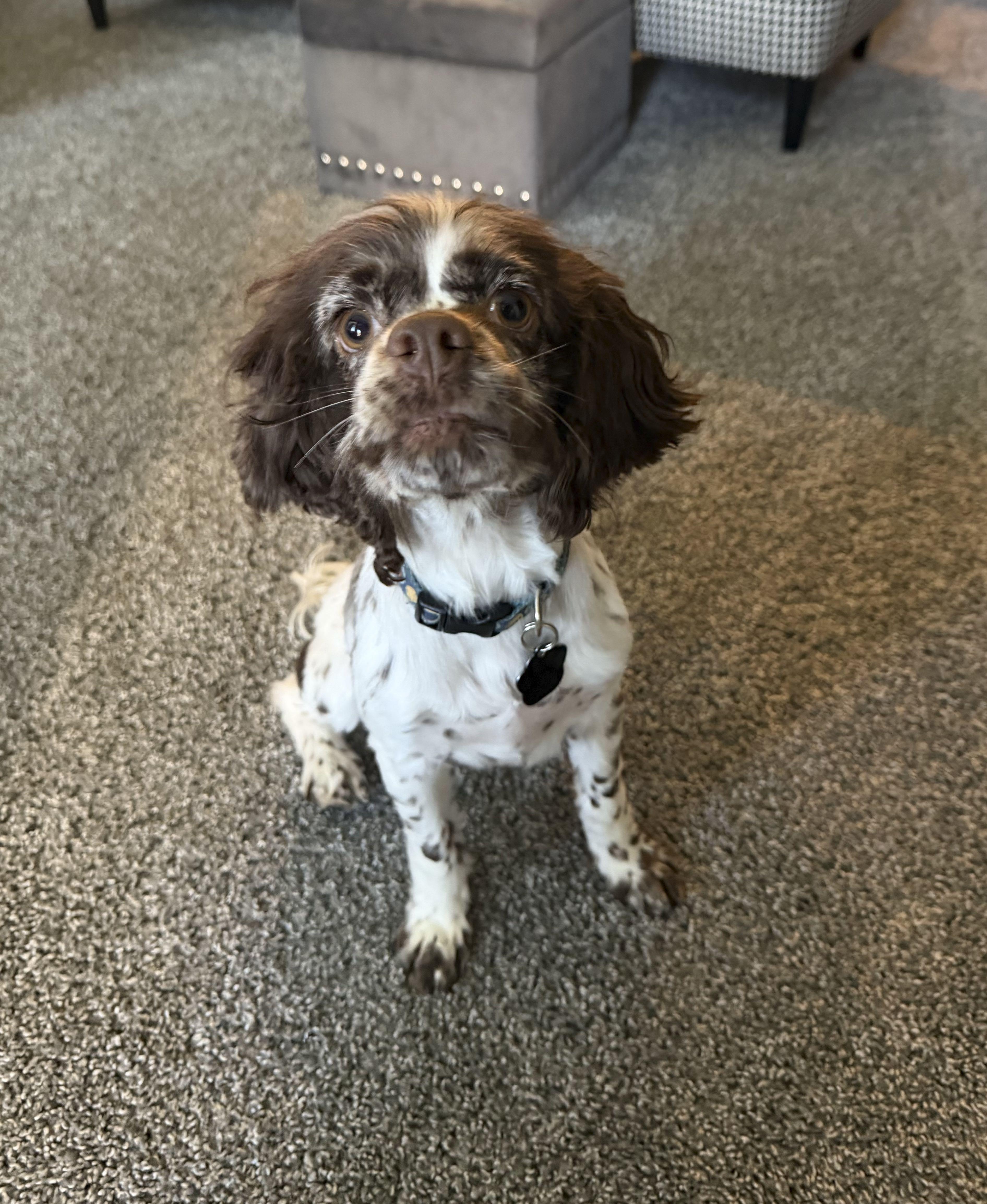 Enlarge Perry, an adopted Cocker Spaniel in Omaha, NE image 2/6