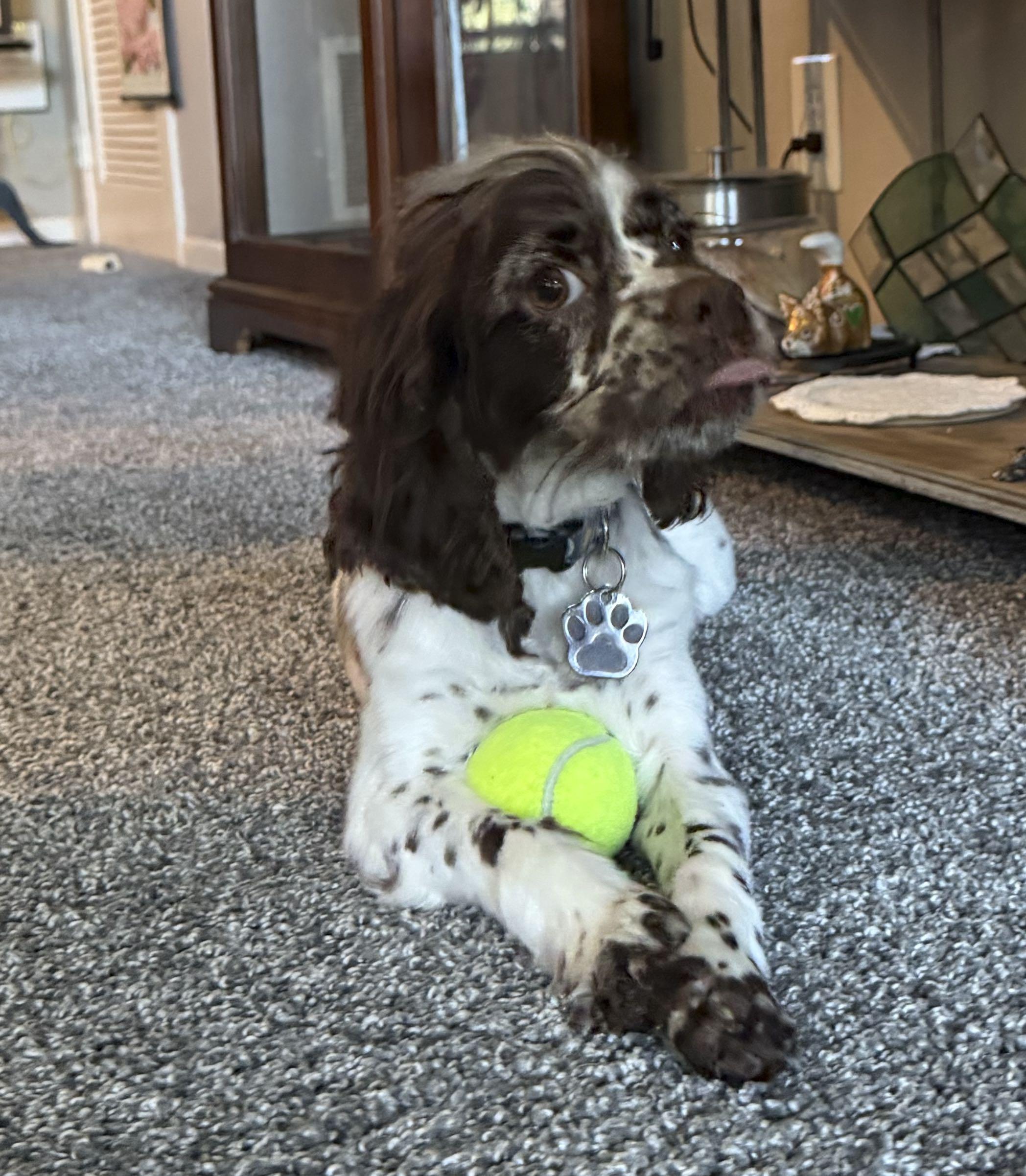 Enlarge Perry, an adopted Cocker Spaniel in Omaha, NE image 4/6