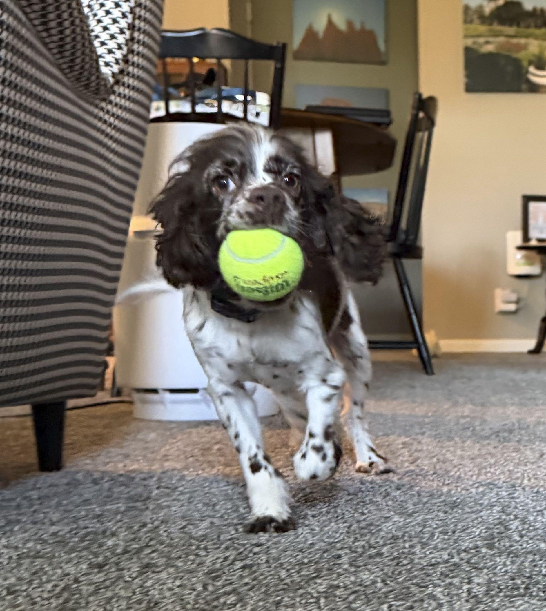 Enlarge Perry, an adopted Cocker Spaniel in Omaha, NE image 5/6