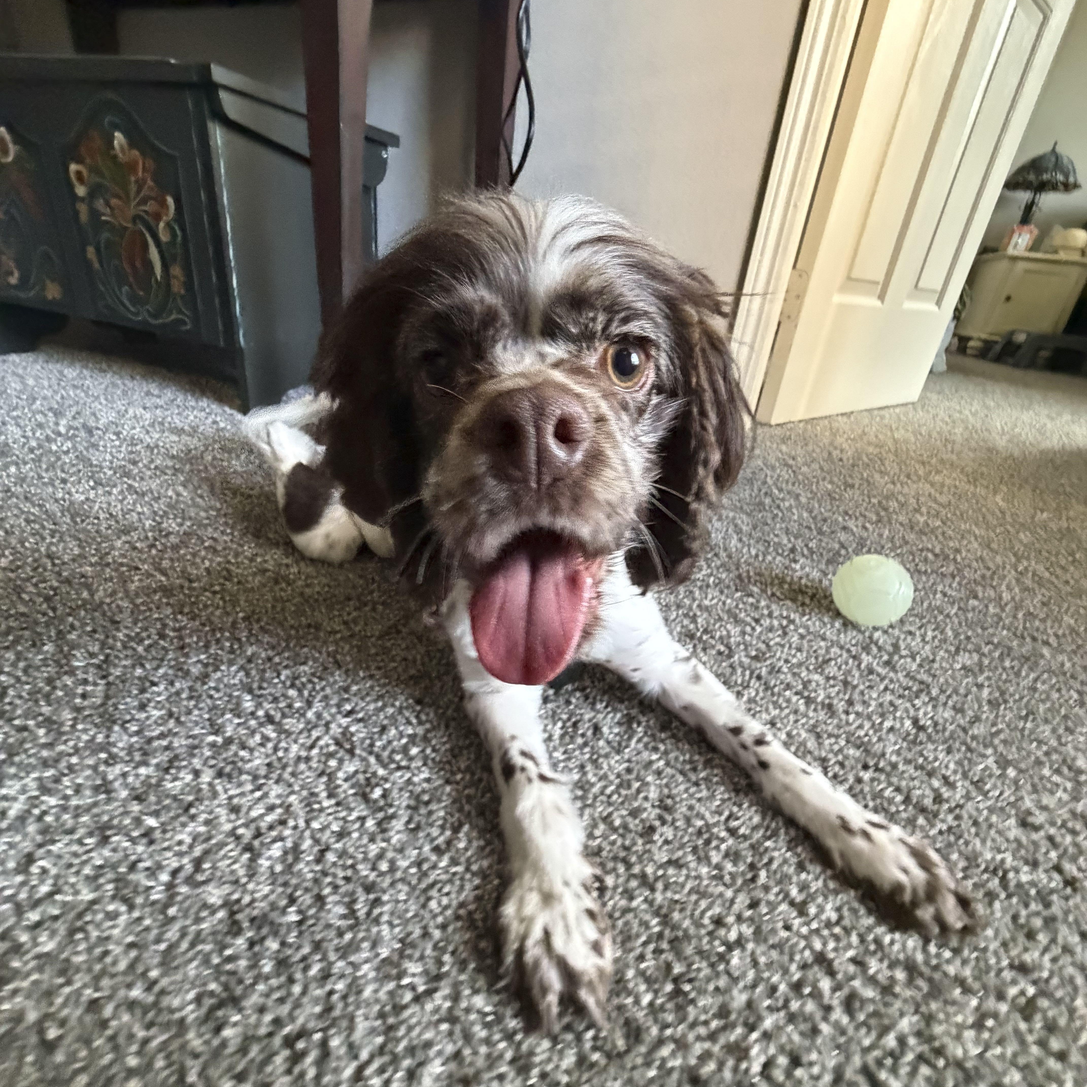 Perry, adopted, Young Male Cocker Spaniel.