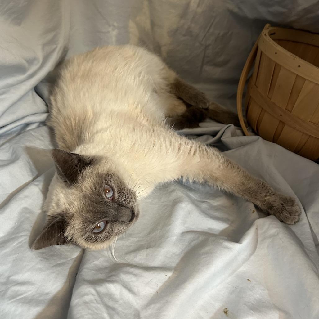 Roz, Adoptable, Young Female Siamese.