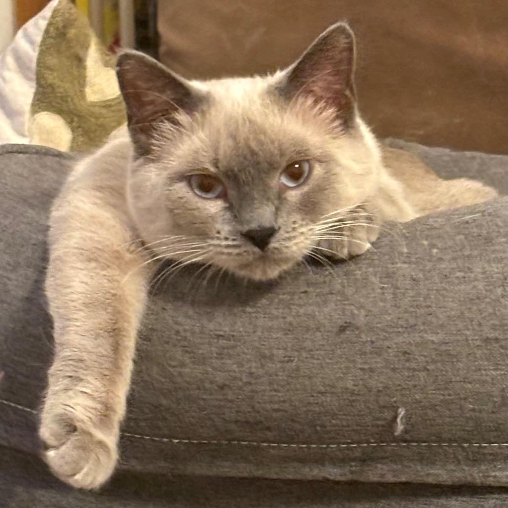 Roz, a Adoptable Siamese in Columbia, MO image 2/5