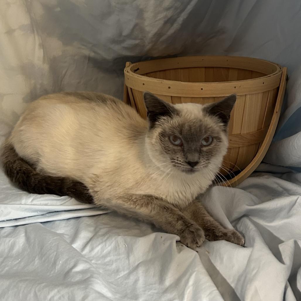Roz, a Adoptable Siamese in Columbia, MO image 3/5