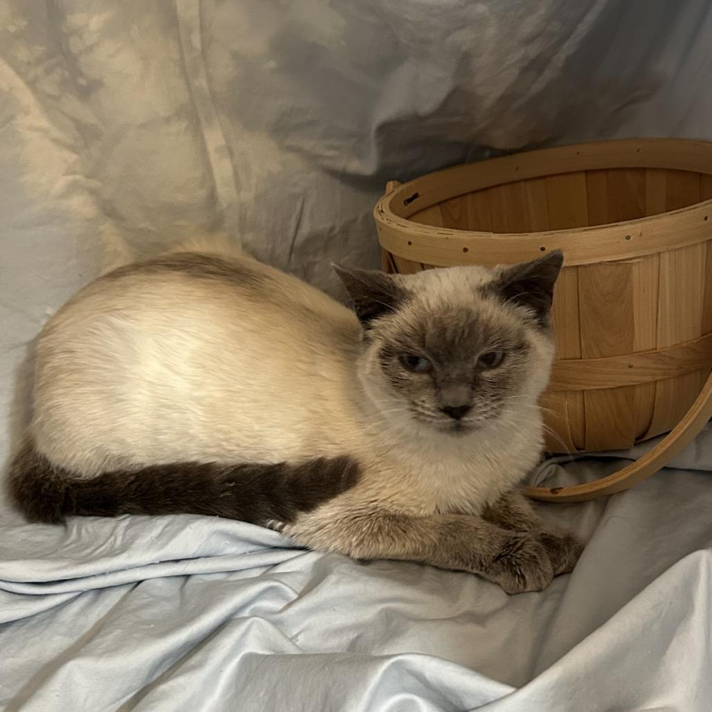 Roz, a Adoptable Siamese in Columbia, MO image 4/5