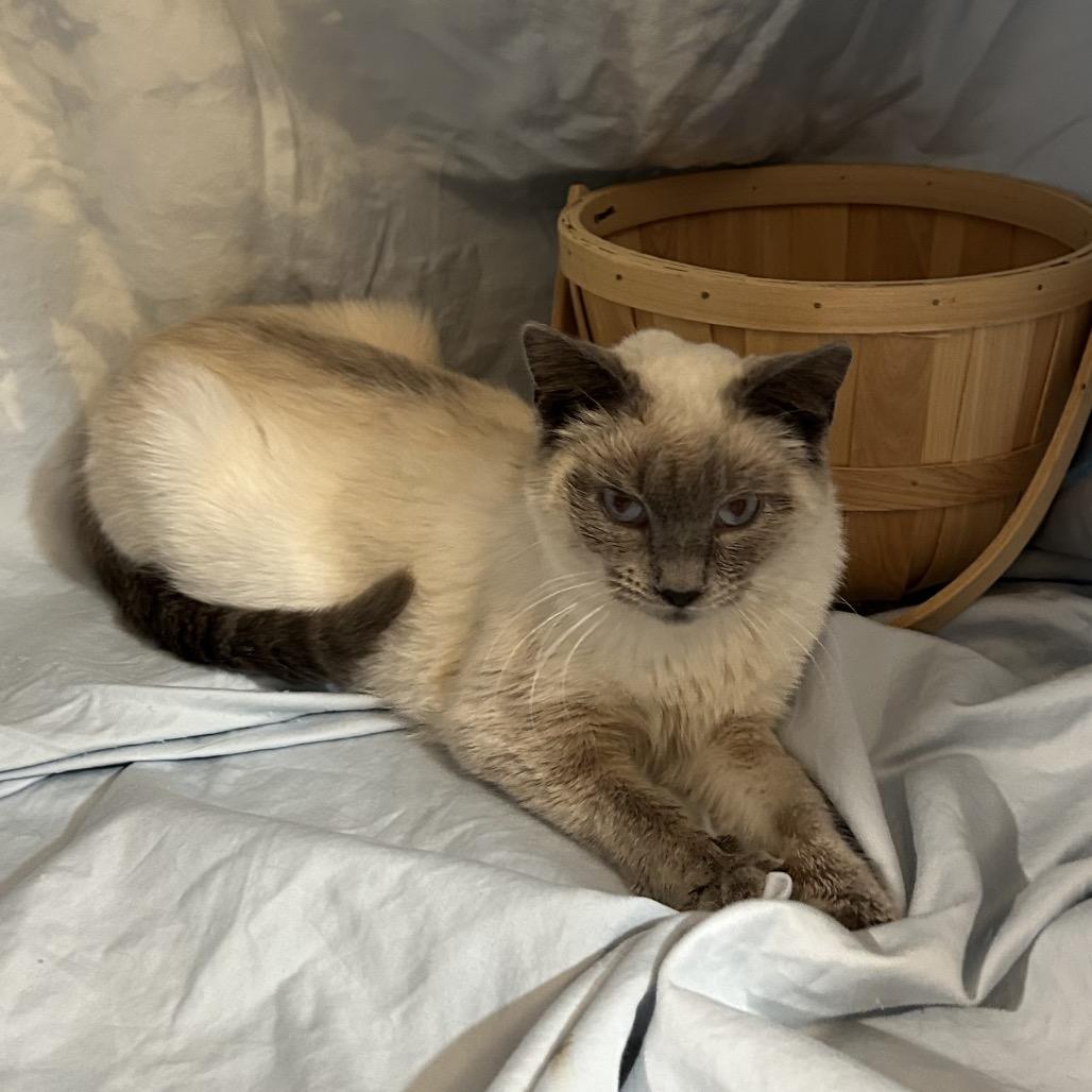 Roz, a Adoptable Siamese in Columbia, MO image 5/5
