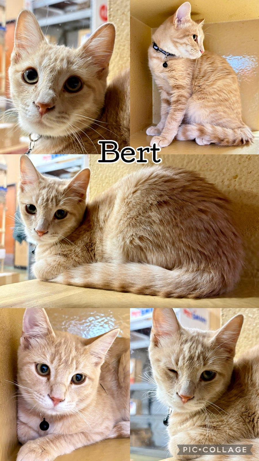 Enlarge BERT, a Adoptable Tabby in Lawton, OK image 1/1