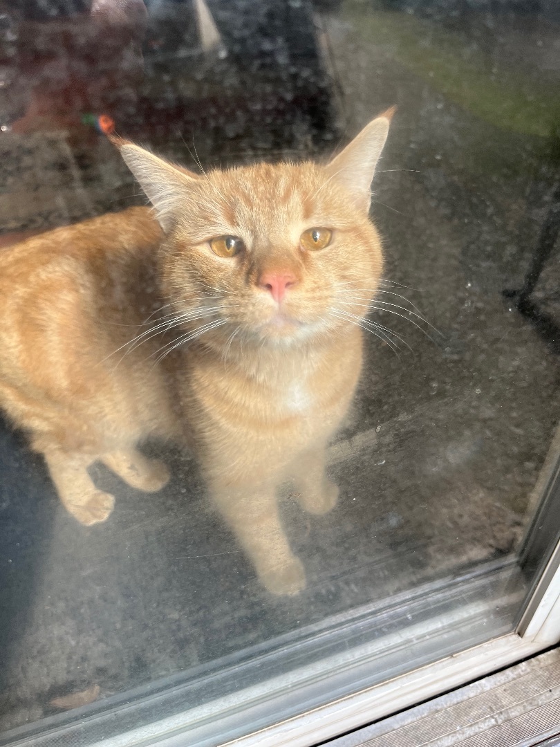 Enlarge Charlie, a Adopted Domestic Short Hair in Baltimore, MD image 1/3