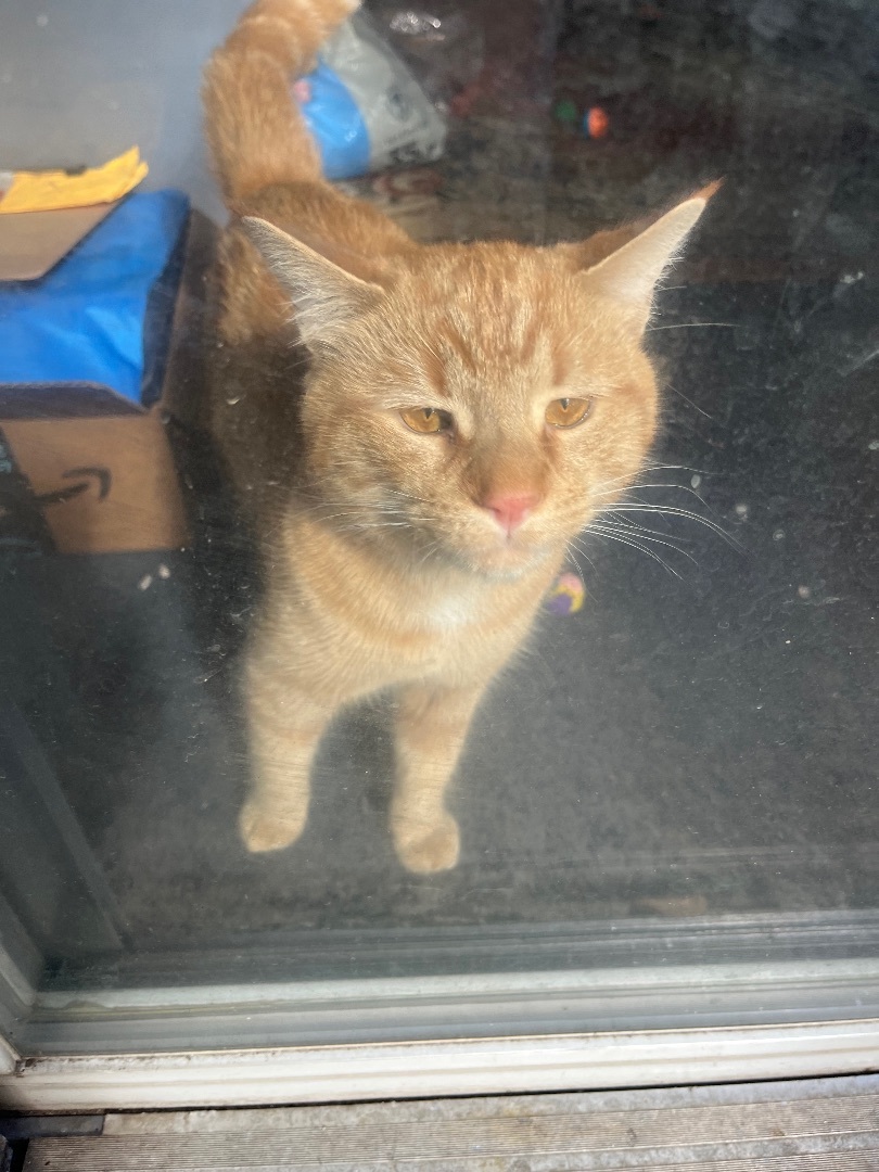 Enlarge Charlie, a Adopted Domestic Short Hair in Baltimore, MD image 2/3