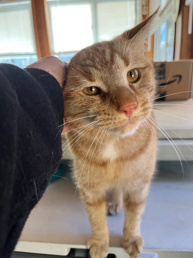 Enlarge Charlie, a Adopted Domestic Short Hair in Baltimore, MD image 3/3