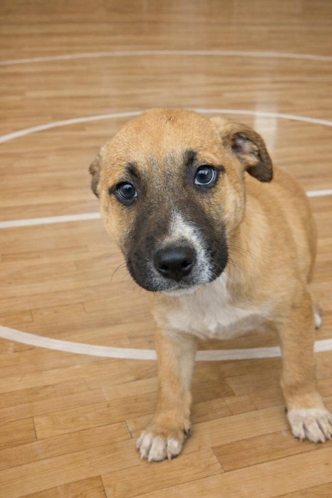 Enlarge Rally, a Adoptable mixed breed in Groveland, MA image 1/1