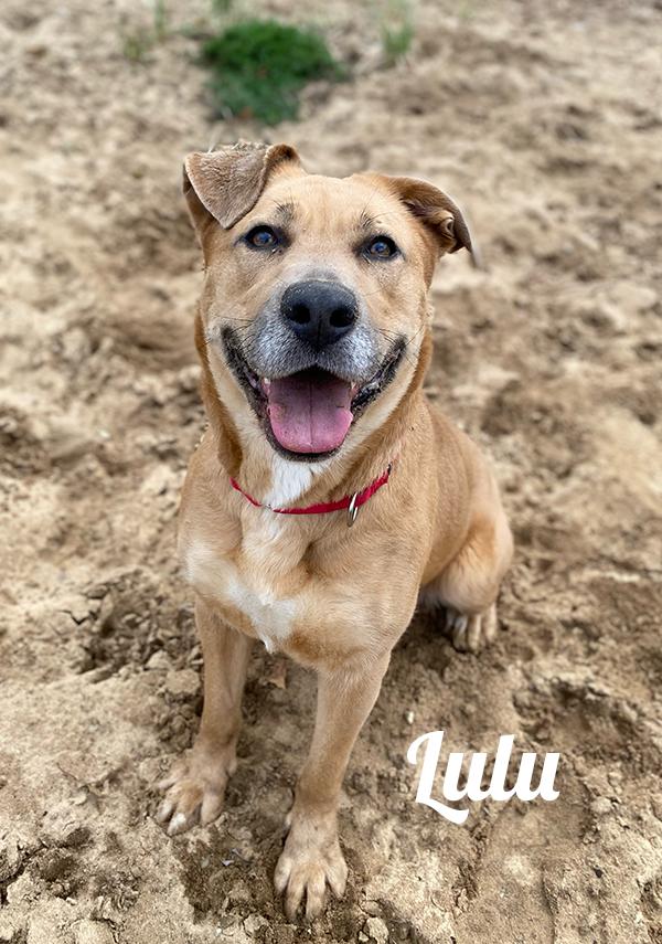LuLu, ADOPTABLE, Adult Female Labrador Retriever.