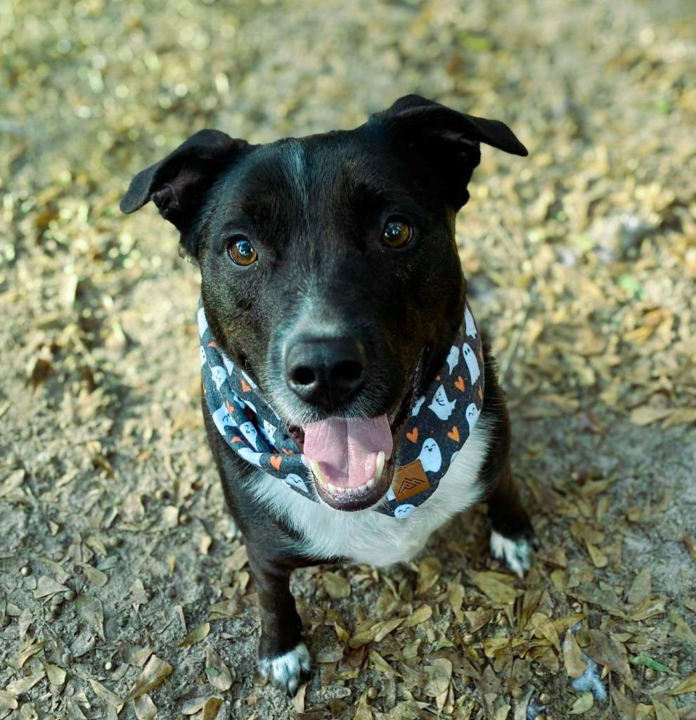Hershey aka Kain, Adoptable, Adult Male Boxer & Pit Bull Terrier.