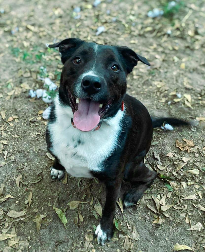 Enlarge Hershey aka Kain, a Adoptable mixed breed in Macon, GA image 2/6