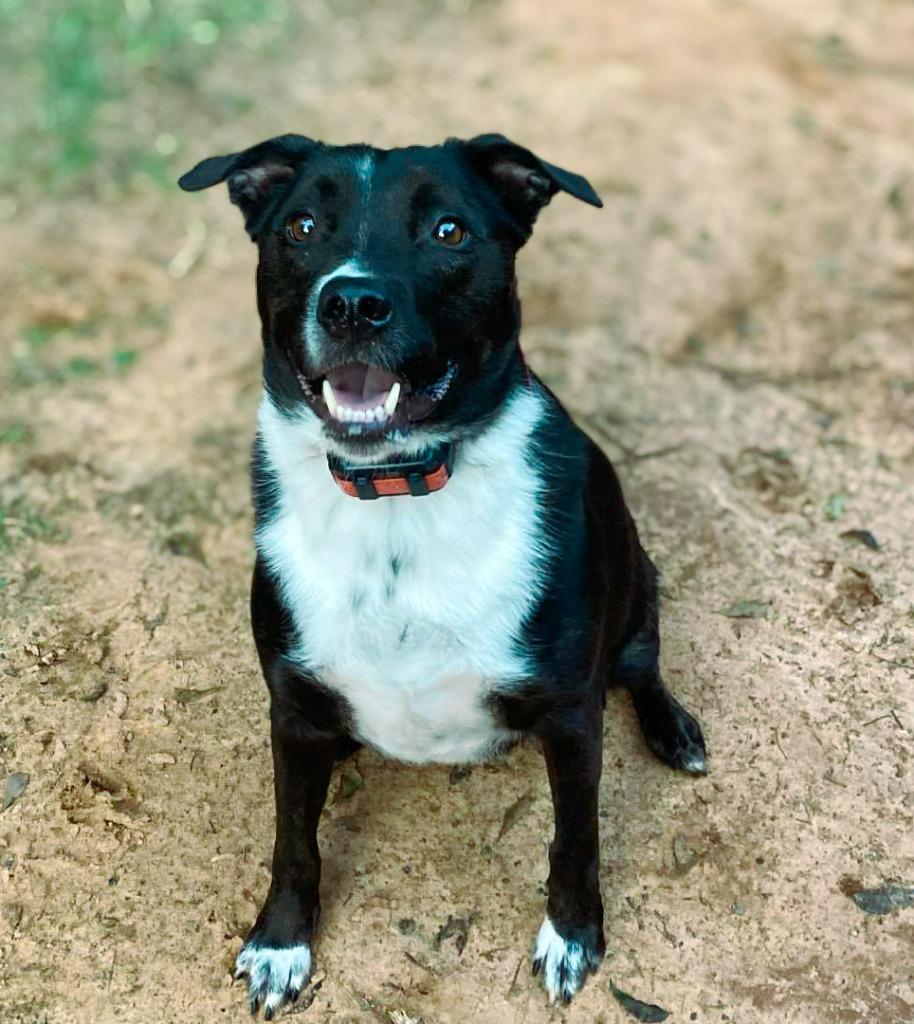 Enlarge Hershey aka Kain, a Adoptable mixed breed in Macon, GA image 3/6