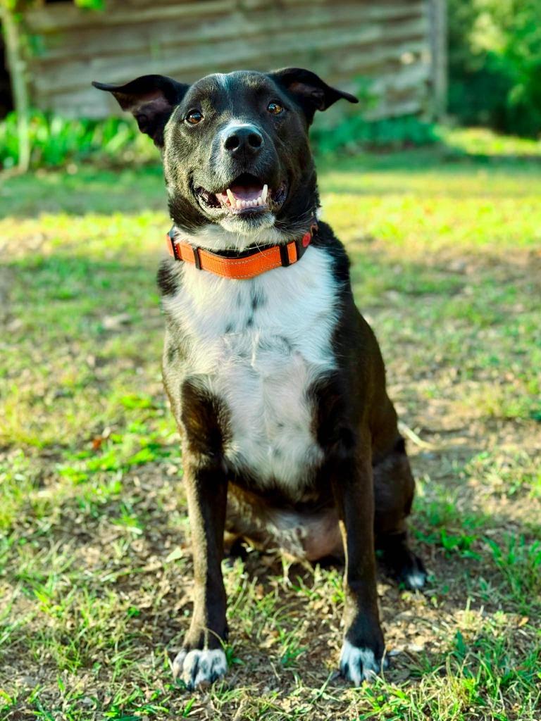 Enlarge Hershey aka Kain, a Adoptable mixed breed in Macon, GA image 4/6