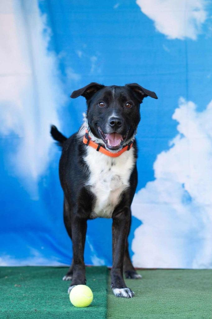 Enlarge Hershey aka Kain, a Adoptable mixed breed in Macon, GA image 5/6