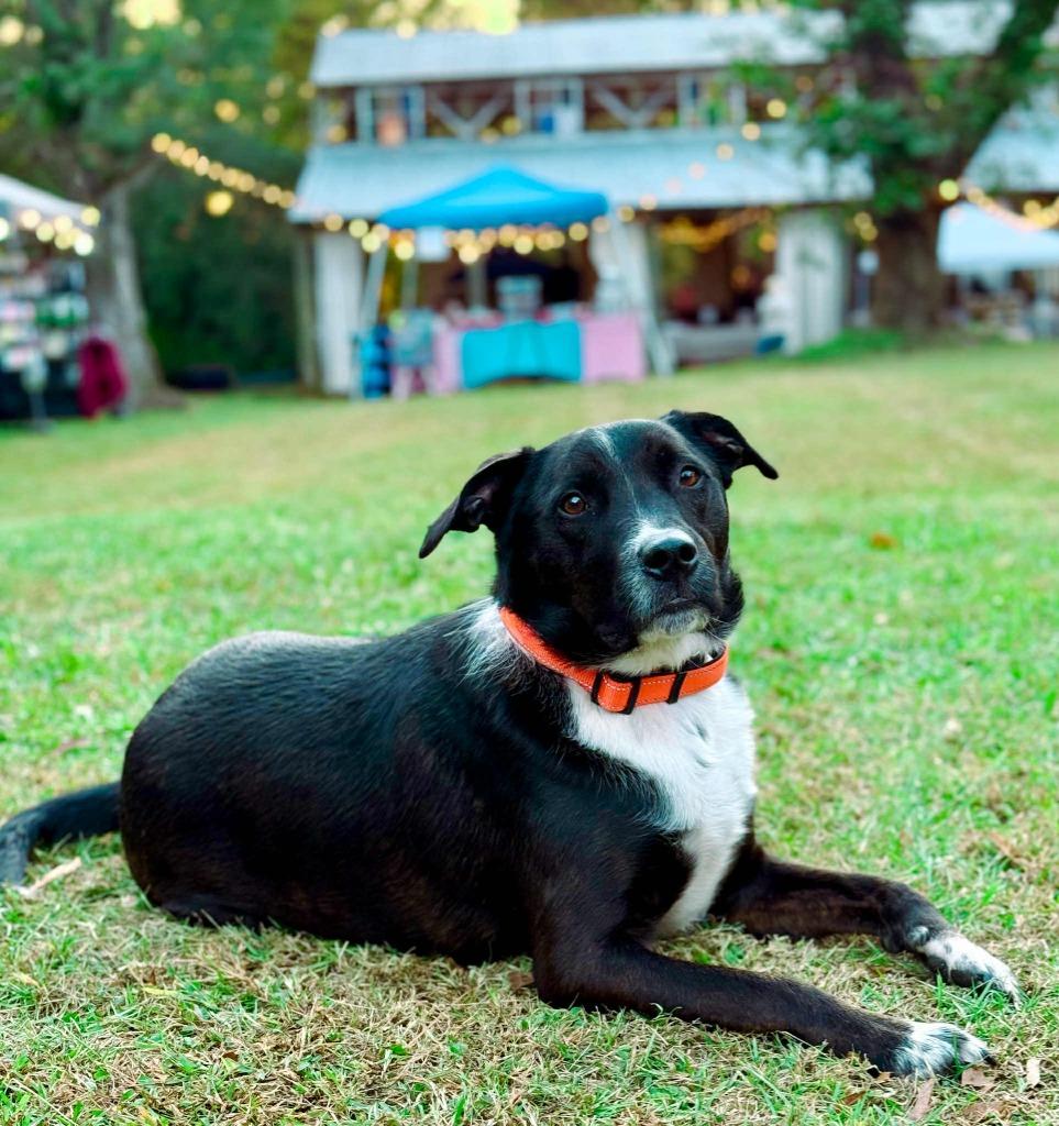 Enlarge Hershey aka Kain, a Adoptable mixed breed in Macon, GA image 6/6