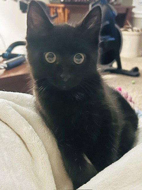 Max, Adopted, Kitten Male Domestic Medium Hair.