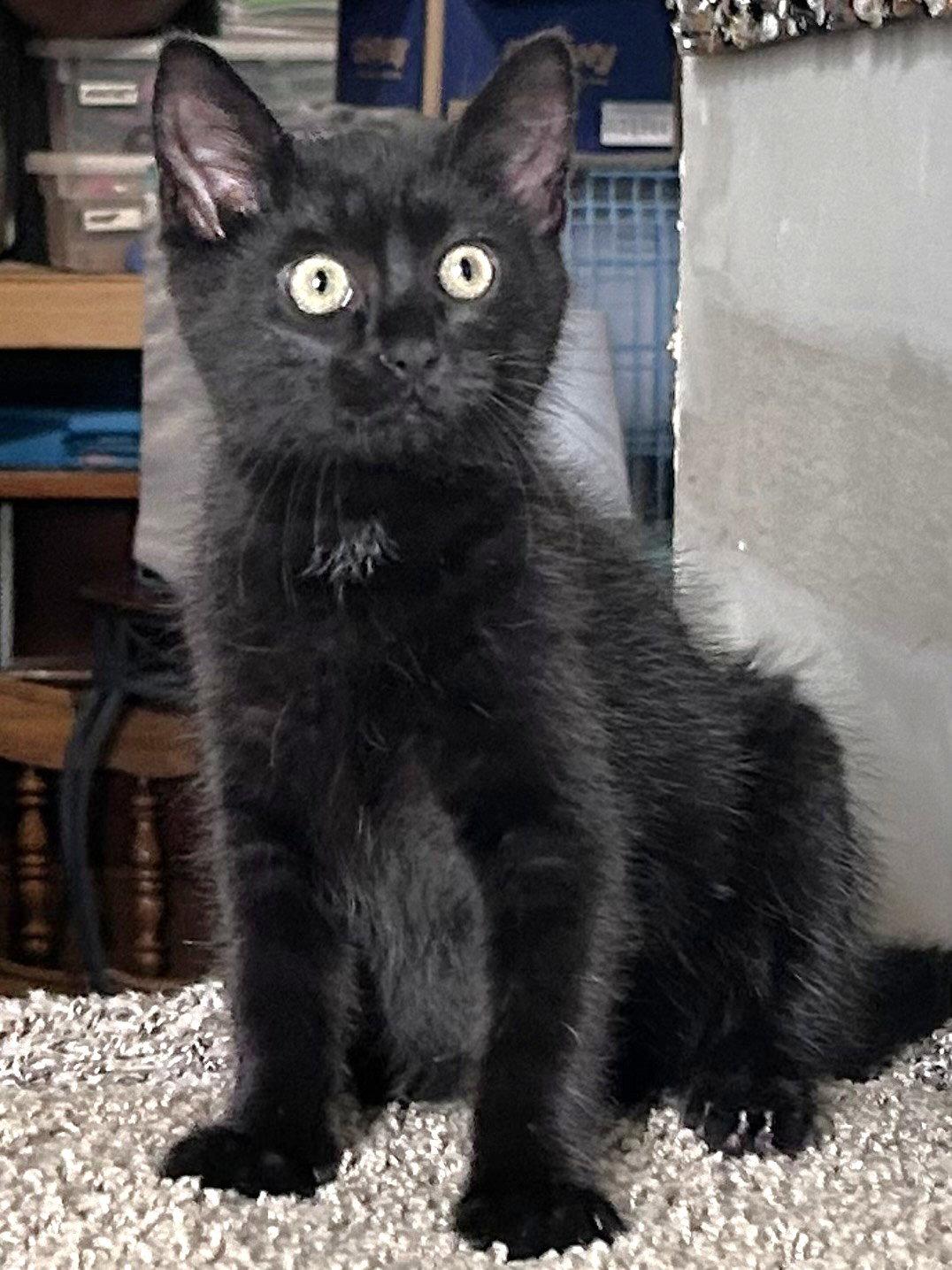 Max, a Adopted Domestic Medium Hair in Shawnee, KS image 2/3
