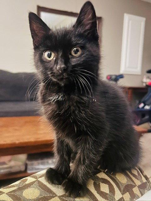Max, a Adopted Domestic Medium Hair in Shawnee, KS image 3/3