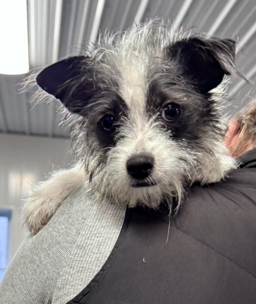 Enlarge Jimbo, a Adoptable mixed breed in Crandon, WI image 1/1