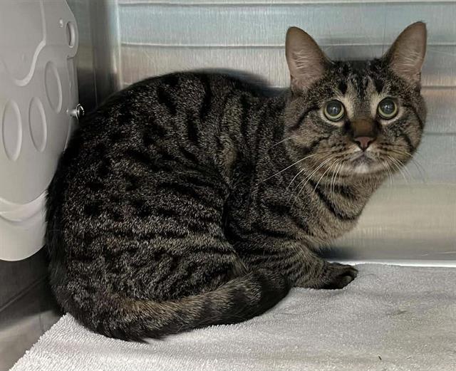 Enlarge BELLHOP, a Adoptable Domestic Short Hair in London, ON image 1/1