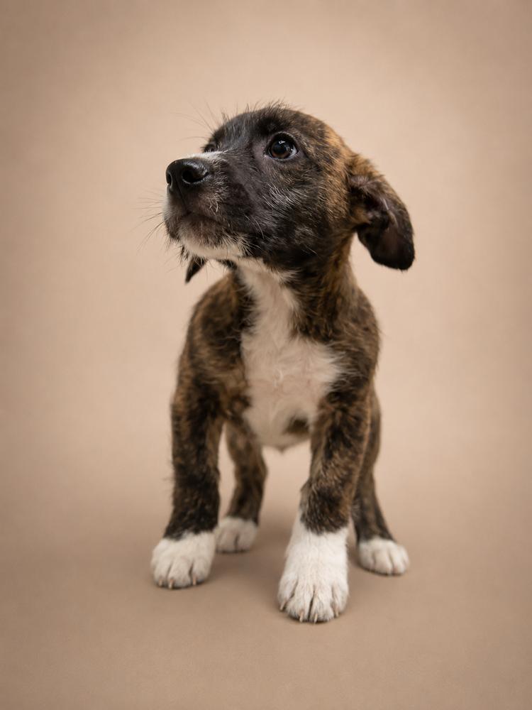 Comet, Adoptable, Young Male Pit Bull Terrier.