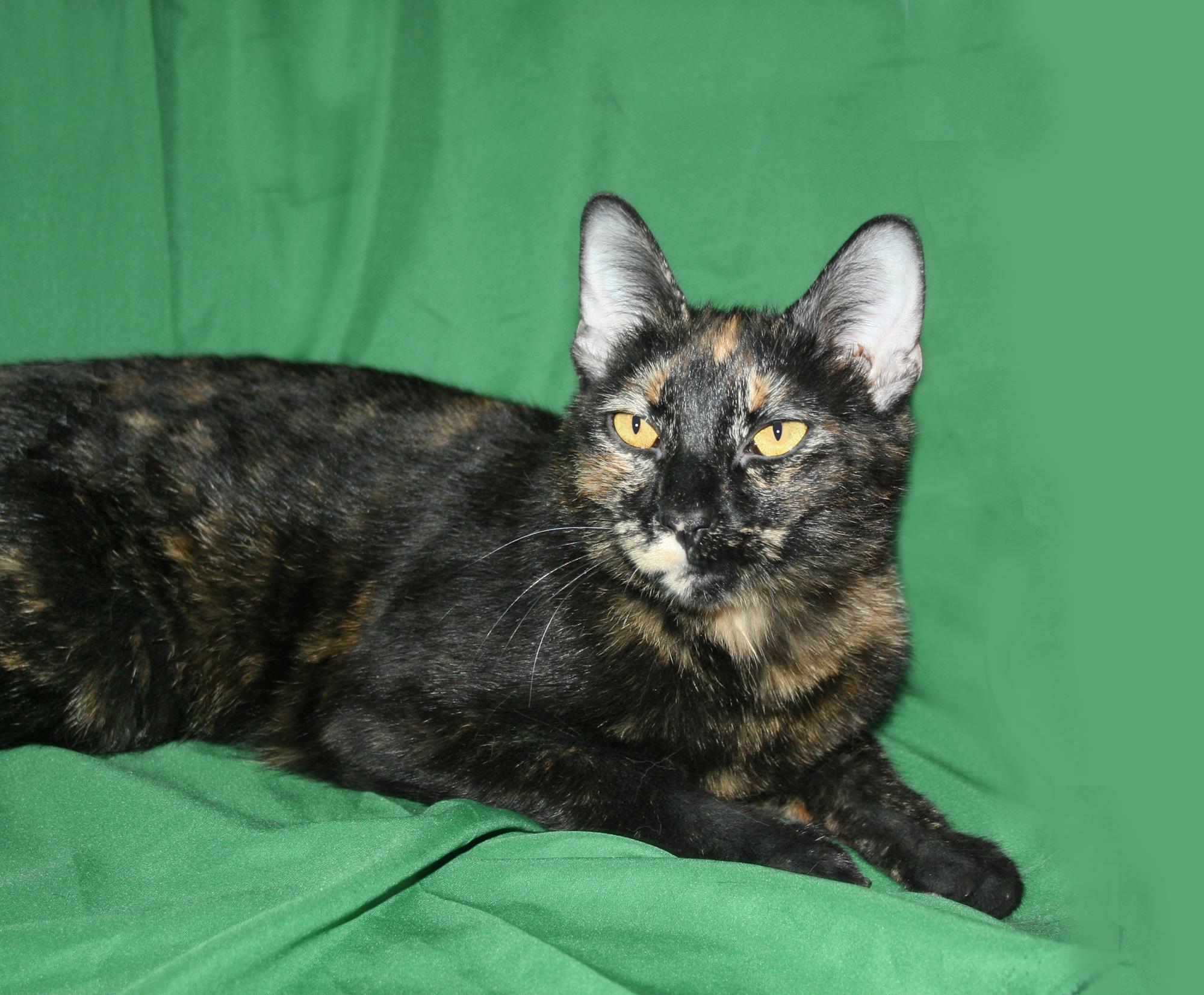 Sooty, a ADOPTABLE Tortoiseshell in Victoria, MN image 3/3